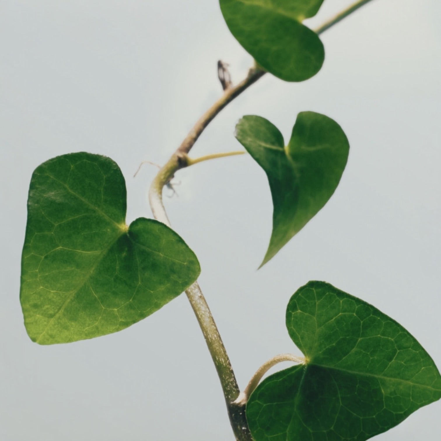 Abib - Heartleaf Calming Toner Skin Booster 200ml